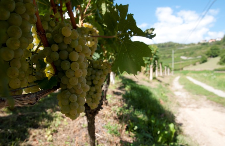 ...vorbei an den bekannten weißen Rebsorten Sylvaner, Kerner und Müller Thurgau